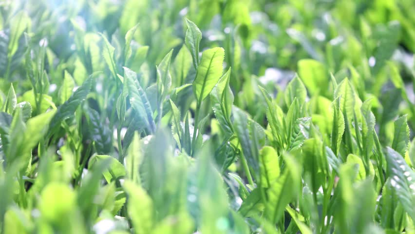 New tea leaves shining in the sunlight (Japanese tea) Royalty-Free Stock Footage #1110446399