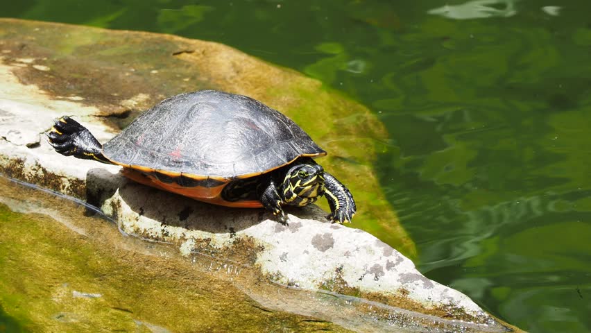 Cute turtles basking in the sun on a log in pond during springtime