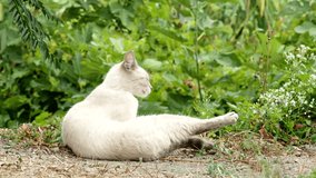 Cute white cat cleaning in the garden in 4K VIDEO.  Cat relaxing and grooming herself - licking , washing up her fur while resting on ground.