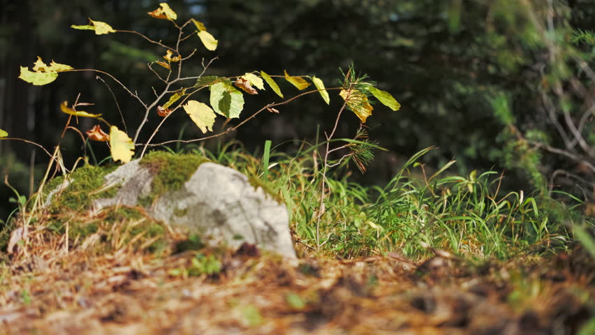 Close-up of an autumn young tree with bright yellow leaves growing on a stone in forest, autumn time 4k real time footage with free space, with slow camera movement to the right, environmental concern