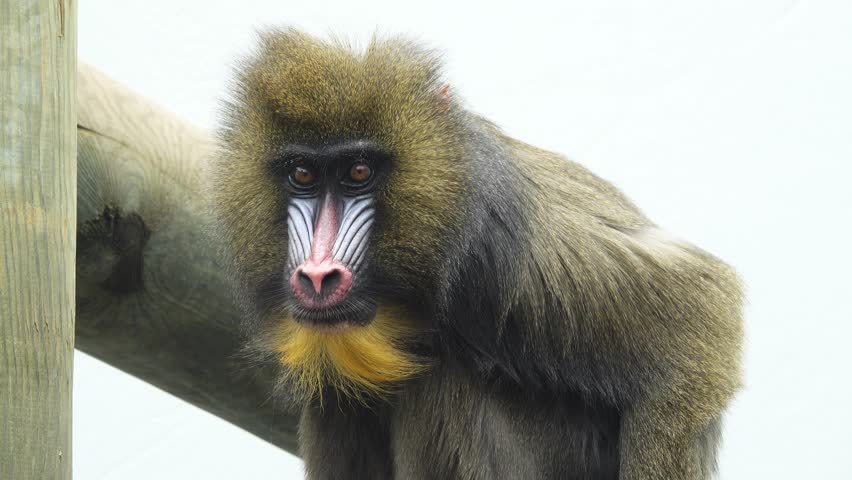 mandrill monkey on a white screen
