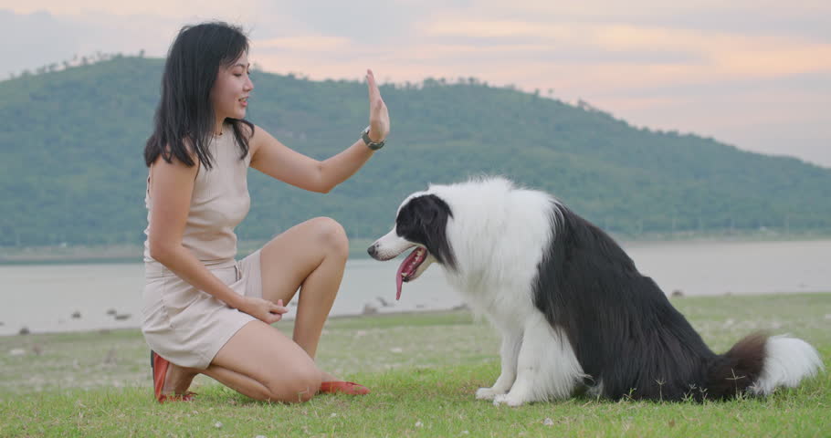 Cute black and white border collie dog touch owner hand by paw, give high five to woman. Attractive young asian female animal trainer play with her smart cheerful pet with sunset in park. Slow motion. Royalty-Free Stock Footage #1110450717