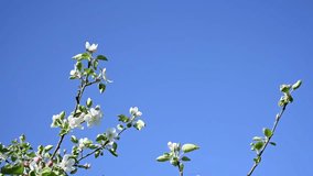 Apple branches bloom in spring in the wind against a blue sky. Static camera.