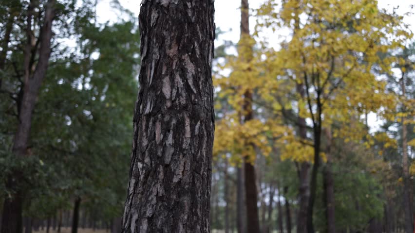 Young man hugs around a tree showing his love to nature.