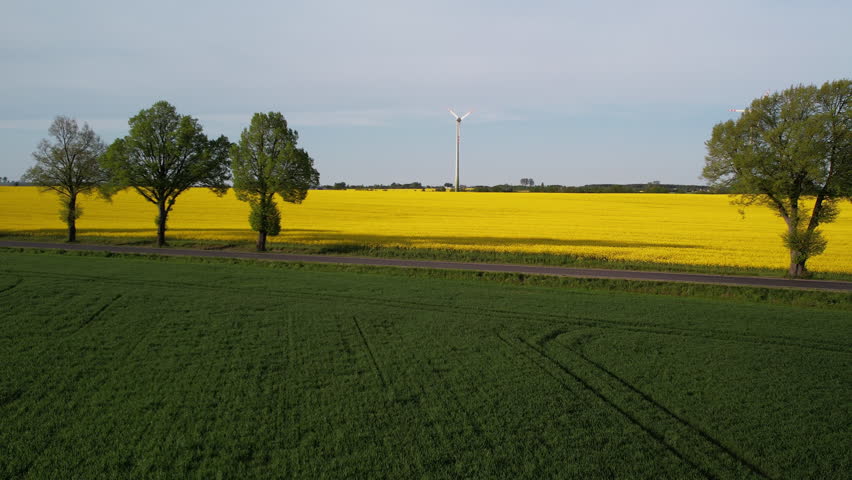 Car driving on road between green and yellow blooming field and wind turbine in backdrop - rising drone shot Royalty-Free Stock Footage #1110454275