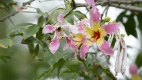 beautiful natural background of gorgeous huge exotic pink flowers on bottle tree branches swaying in the wind, close-up, with blurred background, selective focus, relaxation background for music
