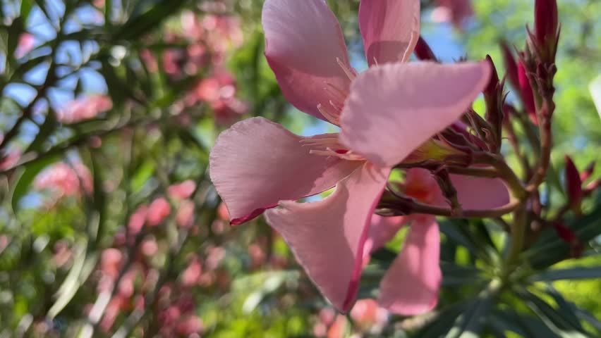 A beautiful pink flower from the island of Bali on a bright sunny day develops in the wind.