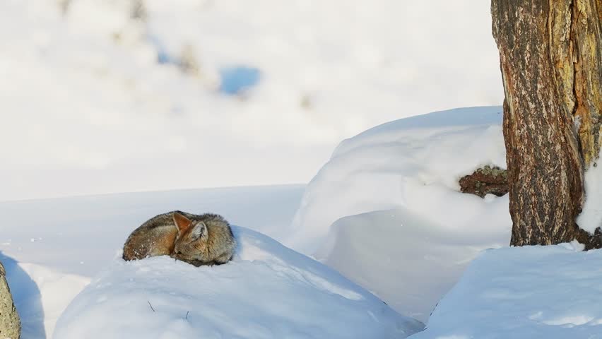 Coyote curled up bedded in snow
