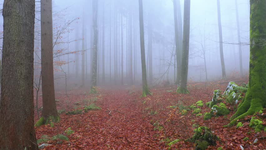 Foggy beech fall season forest. Slowly flying along beautiful autumnal path in the woods. Drone shot.