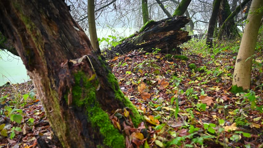 A fragment of the forest with a thick tree trunk and autumn fallen leaves