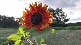 Dark orange Sunflower flowers grow in the garden. For video presentation, advertising.