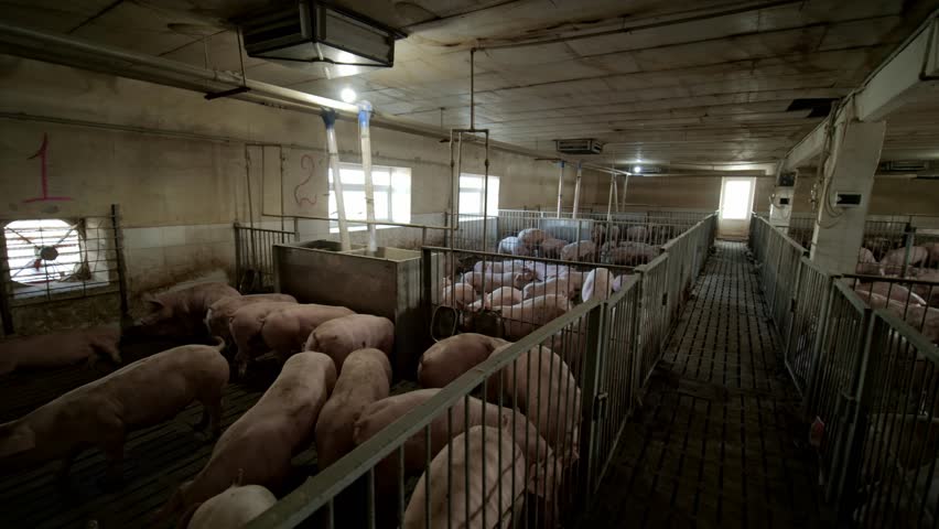 Pig Farm. Huge pig on a farm. Pigs. Modern Modern agricultural pig farm. Animal husbandry. Royalty-Free Stock Footage #1110484453