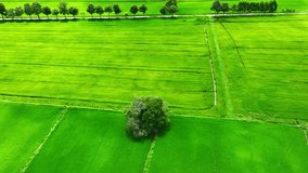 A bird's-eye view reveals the symphony of green, where rice fields dance in perfect harmony, choreographed by the precision of modern farming and captured by drone's lens.
