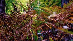 Dried and green fern in the forest. Video footage.