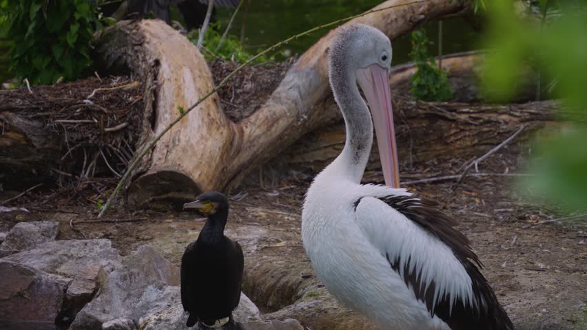  A Cormorant and Pelican standing beside each other, the pelican is grooming it self.
