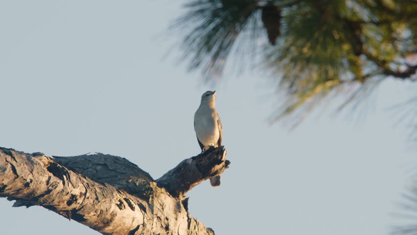 Mocking bird on pine tree branch, high speed, slow motion