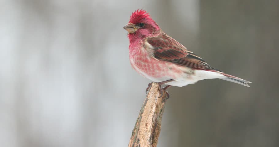 4K House Finches On A Snowy Day
