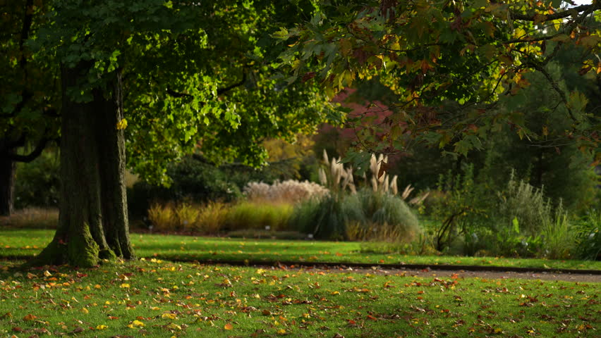 Botanical Garden in Bonn, Germany. Glade in the center of the garden. 10.27.23. 