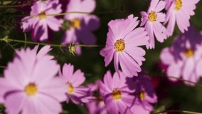 Pink cosmos flowers swaying in wind in autumn, Flora or botany, Vertical video for smartphone footage