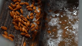 
nut production, nuts undergo automatic processing, 4k