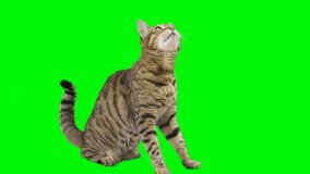 Bengal cat sitting down, looking around, raising up his paw on green screen isolated with chroma key.