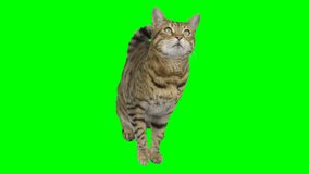 Bengal cat sitting down looking up, raising up his paw on green screen isolated with chroma key.