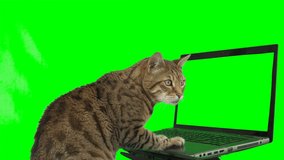 Bengal cat sitting in front of a laptop computer, looking at the screen, putting his paw on the keyboard on green screen isolated with chroma key.