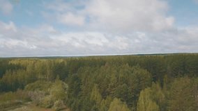 Aerial Drone Shot of Spring Pine Forest