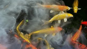 Slow motion video of koi fish in a pond with cool steam above the water surface.
