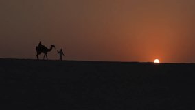 Camel Caravan in the Sunset Time Video, Doha Qatar