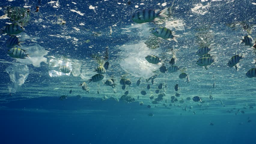 Shoal of fish feeds on surface of polluted water in fatty layer, swim among plastic waste. School of Indo-Pacific sergeant eats fat from surface of water while swims near plastic debris Royalty-Free Stock Footage #1110533839