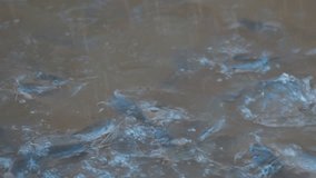 Catfish concept, feeding fish in pond of countryside slow motion video, group of catfish eating food in water 