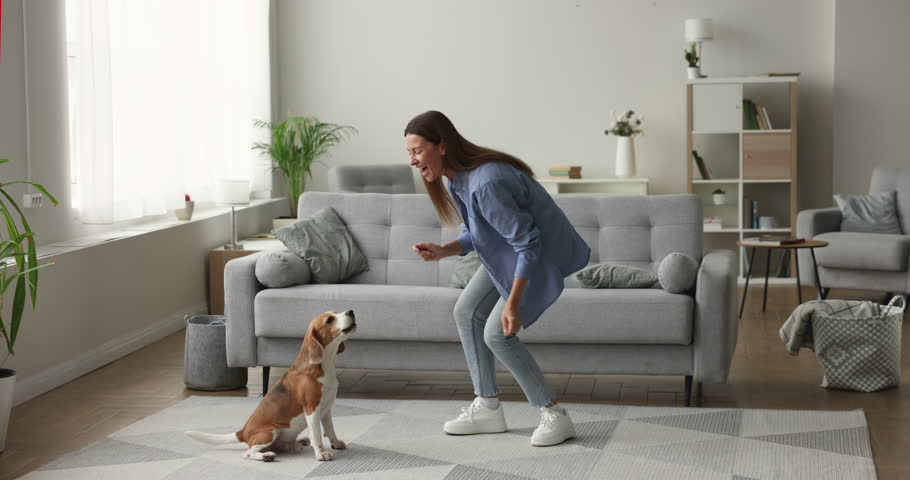 Happy excited beagle owner woman dancing at home with adorable barking spinning trick dog, enjoying home activity, leisure time with cute beloved pet, smiling, laughing, having fun Royalty-Free Stock Footage #1110541947