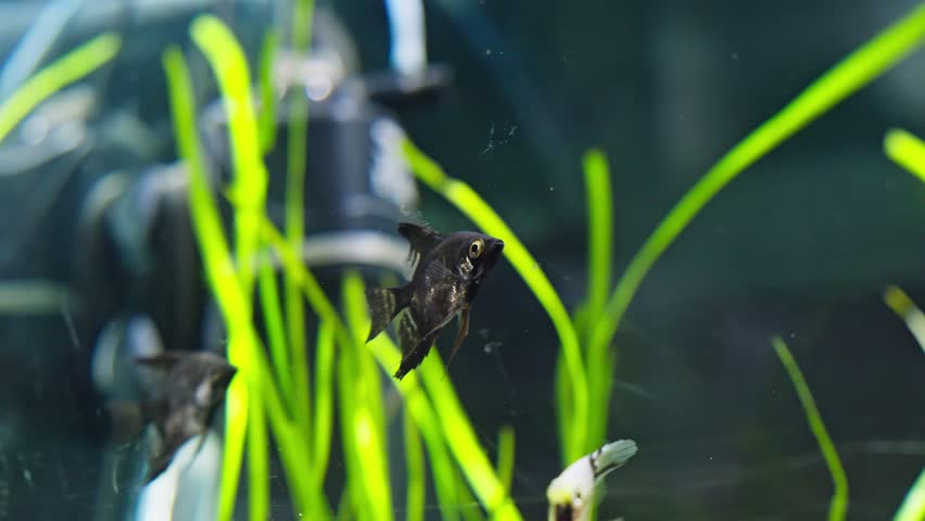 Freshwater angelfish swimming in aquarium. Pterophyllum scalare. Aquatic animals. 4K, UHD | Shutterstock HD Video #1110549503