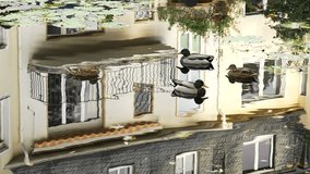 ducks rest quietly on the surface of the water. A pond near the Bonn Botanical Garden.  - Powered by Shutterstock - Get 15% off with code: PIKWIZARD15