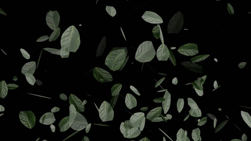 Fallen leaves on black background | Shutterstock HD Video #1110554427