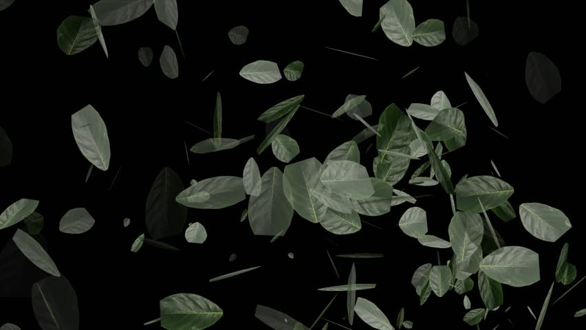 Fallen leaves on black background | Shutterstock HD Video #1110554435