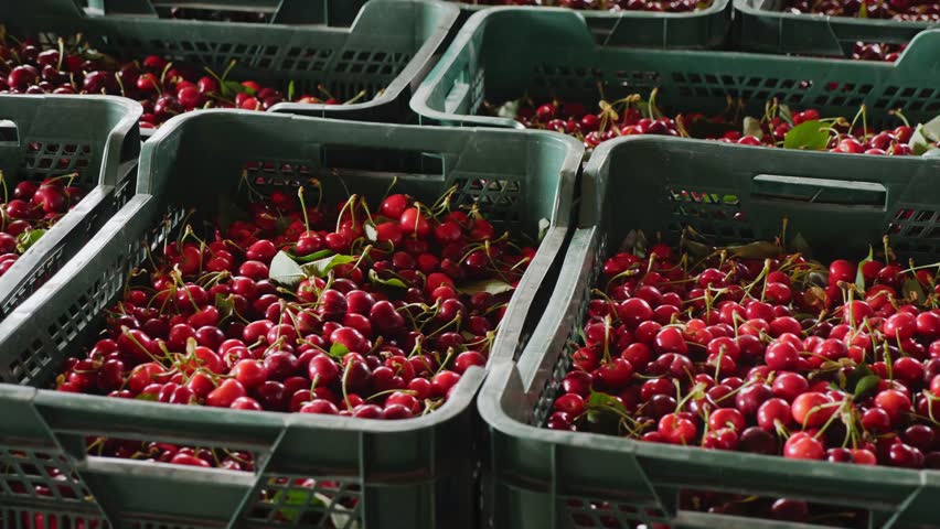 Carton boxes with harvested red cherry at fruit plantation Royalty-Free Stock Footage #1110555959