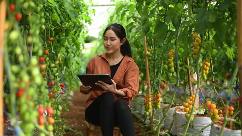 Farmer agriculture researching tablet tomatoes farm production improving production she collecting data growth tomato plants on farm plantation .this is  hydroponic smart farm business concept.
 Royalty-Free Stock Footage #1110556931