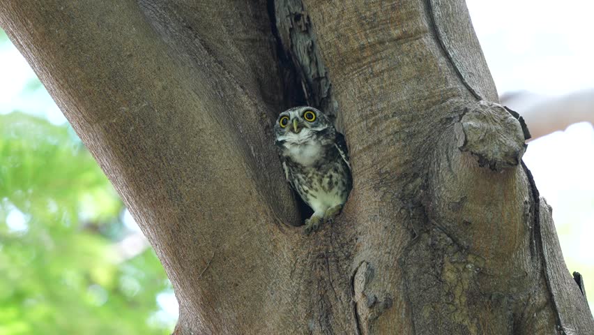A spotted owl stood at the entrance to a hollow tree nest. It made a sound in response to calls from other voices. Royalty-Free Stock Footage #1110563049