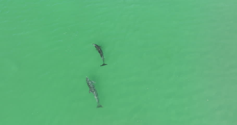 Two dolphins are hunting for a fish in the ocean
 | Shutterstock HD Video #1110572193