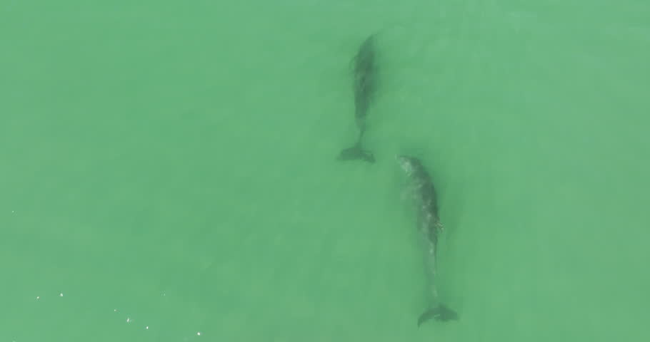Two Dolphins are swimming in the ocean a top aerial shot on a sunny day
 | Shutterstock HD Video #1110572195