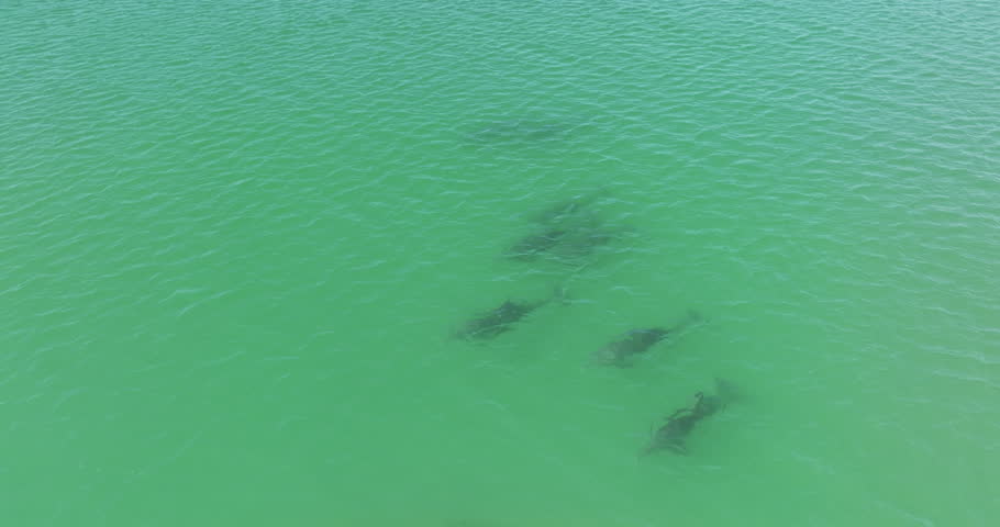 Drone is following a pod of dolphins in the ocean | Shutterstock HD Video #1110572197