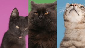 video collage of 3 adorable cats licking their nose, anticipating a good meal