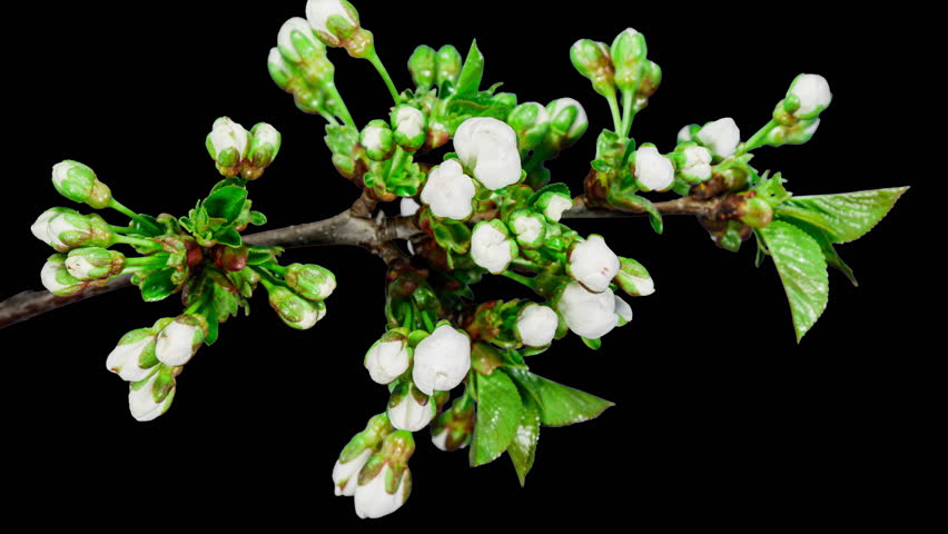 White Flowers of Cherry Blossom on a Cherry Tree Branch Close up. Creative Time Lapse Video of the Blooming White Petals of a Cherry Flower on a Black Background