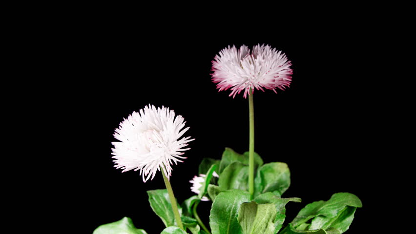 Bellis White Flower Blooming in Time Lapse on a Black Background. Spring Bellis Perennis as Garden Plant. Daisies Bloom with Leaves, Isolated. Marguerite  Royalty-Free Stock Footage #1110575625