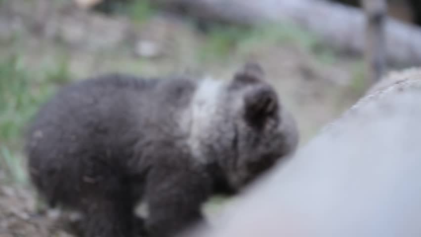 Two bear cub sibling playing in forest together.