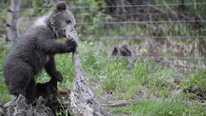 Two bear cub sibling playing in forest together.