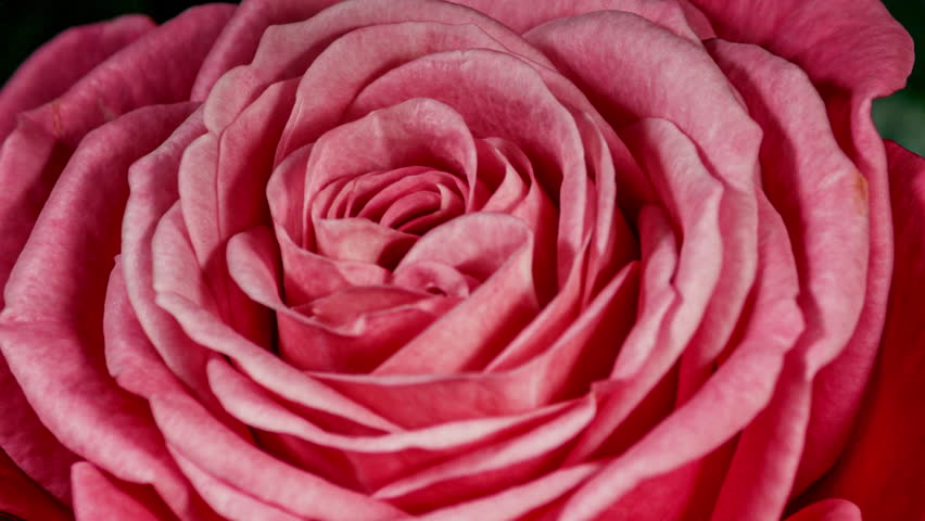 Red Rose Plant Blooming Flower in Time Lapse on a Black Background. Single One Flower Opens Bud and Moving Petals in Timelapse