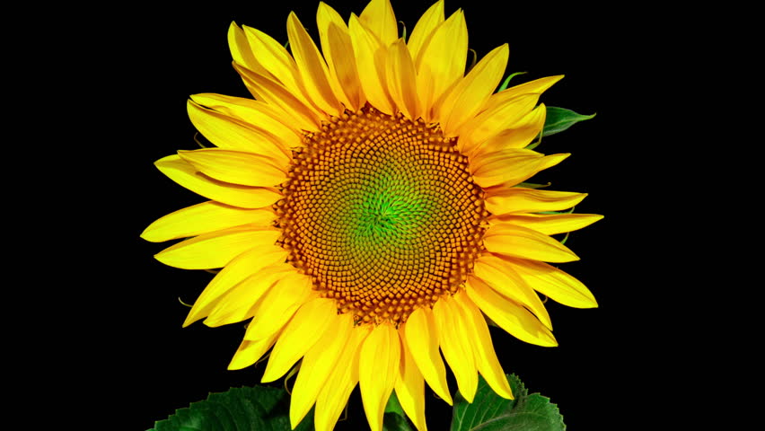 Yellow Sunflower Blooming on a Black Background in Timelapse. Agriculture Theme for Oil and Food Production. Macro Time Lapse Opening Sunflower Head